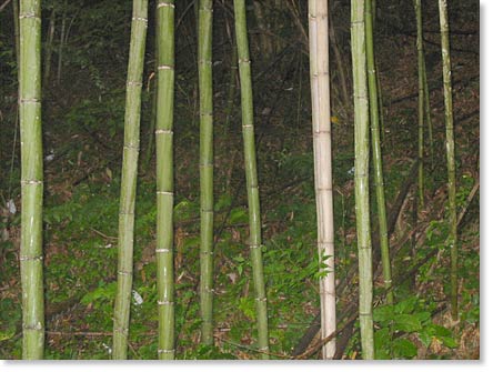 Bamboo.