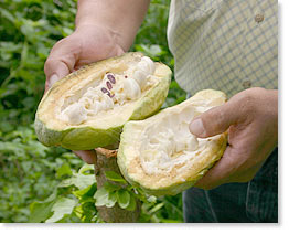 Cacao. 