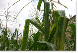 In a field of corn, Oaxaca.