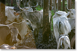 Vacas en una granja pequeña.