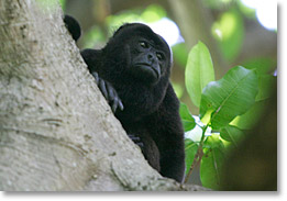 Un aullador en la isla Ometepe.
