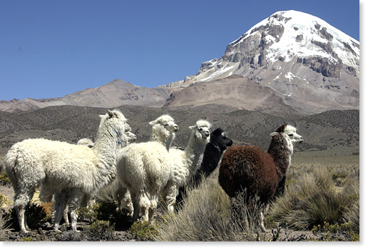 Alpacas and Mount Sajama on the Altiplano in the Oruro department, Bolivia. Photo by Nic Paget-Clarke. 