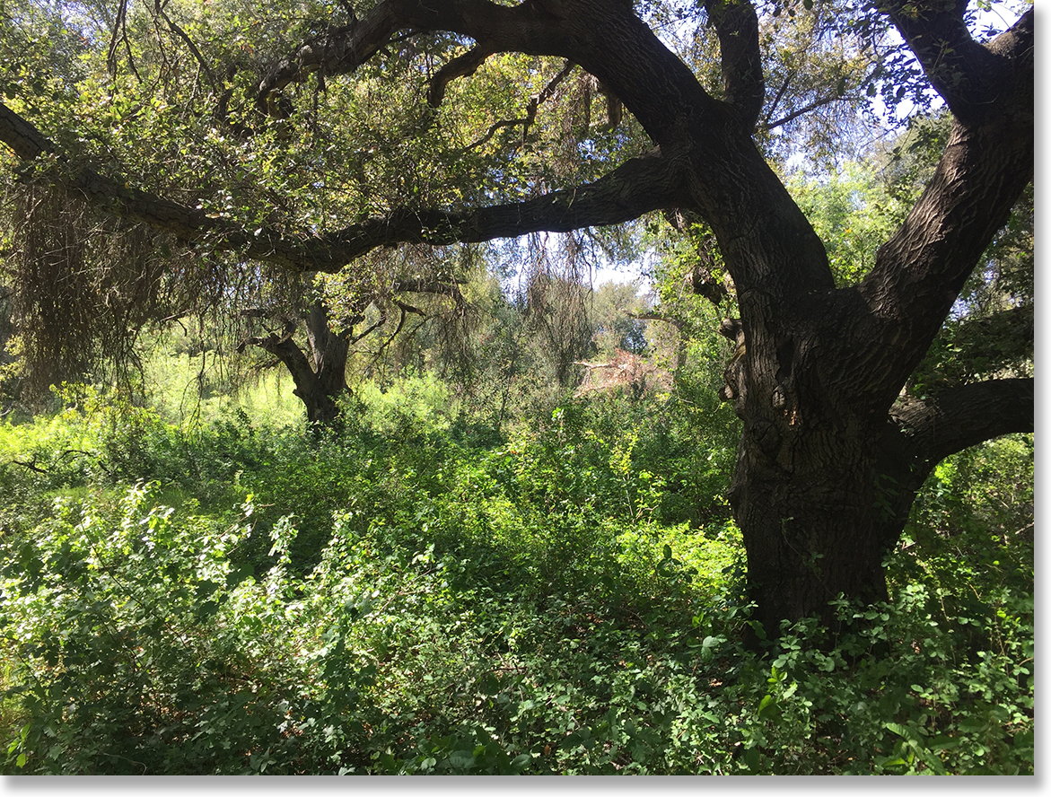 Blue Sky Ecological Reserve, Poway, California. Photo by Nic Paget-Clarke.