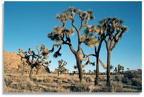 Joshua trees, the Mojave Desert, California. Photo by Nic Paget-Clarke.