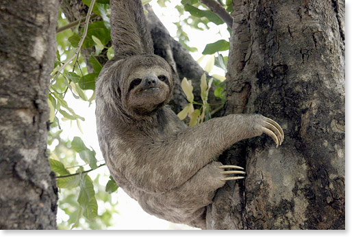 A three-toed sloth, in the Plaza 24 de Septiembre, Santa Cruz. Bolivia. Photo by Nic Paget-Clarke.