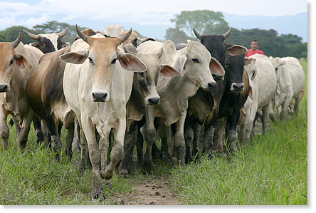 Cattle raised using agroecological methods on the Rubio Lara Cooperativa in Los Pajueles.