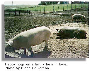 Happy Hogs