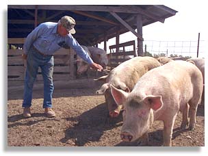 Family farmer Marion Storm with some of his hogs. Bosworth, Missouri. Photo by Nic Paget-Clarke.
