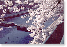 SAKURA (cherry blossoms).