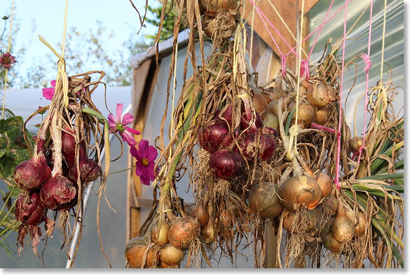 Onions drying in a polytunnel.