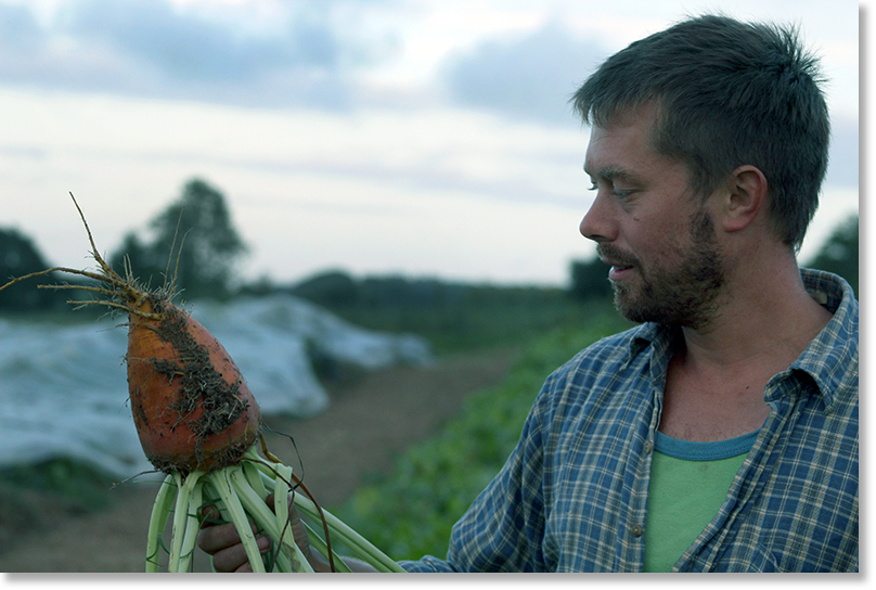 As the sun began to set, Adam Payne with a fodder beet he has just pulled from the earth. After the photo was taken, he threw it to the pigs.