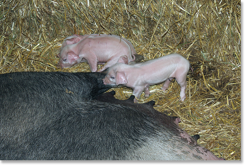 Three two-day-old piglets with their mother. West Dorset, England.