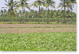 Crops near Renganathapuram.