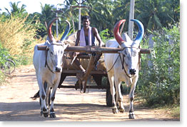 In the village of  Renganathapuram, Tamil Nadu. 