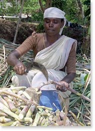Cutting sugar cane in Renganathapuram.