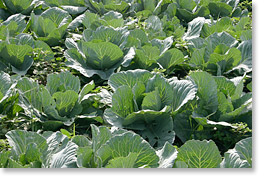 A cabbage crop of the Bolazo B Association in Marracuene. 