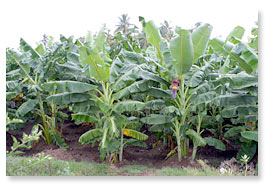 Banana crop. Tamil Nadu, India. 