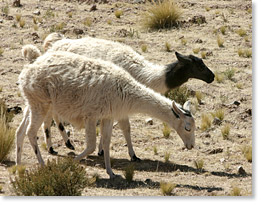 Two of the llamas under Aurora Achonina's care.