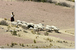 Herding sheep (and one pig) on Kala Uta island in Lake Titicaca.