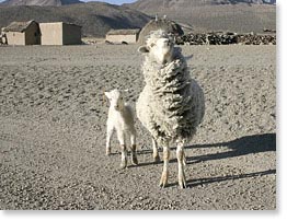 Una oveja y un cordero en el Altiplano entre la montaña Sajama y la frontera chilena.