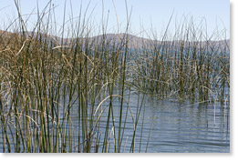 In among the reeds on Lake Titicaca, La Paz department, near the border with Peru.