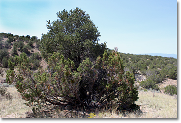 Solidarity in nature.Two trees whose species (piñon pine and juniper) often live together in this region. Photo by Nic Paget-Clarke.