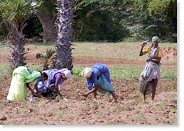 Women work in a field