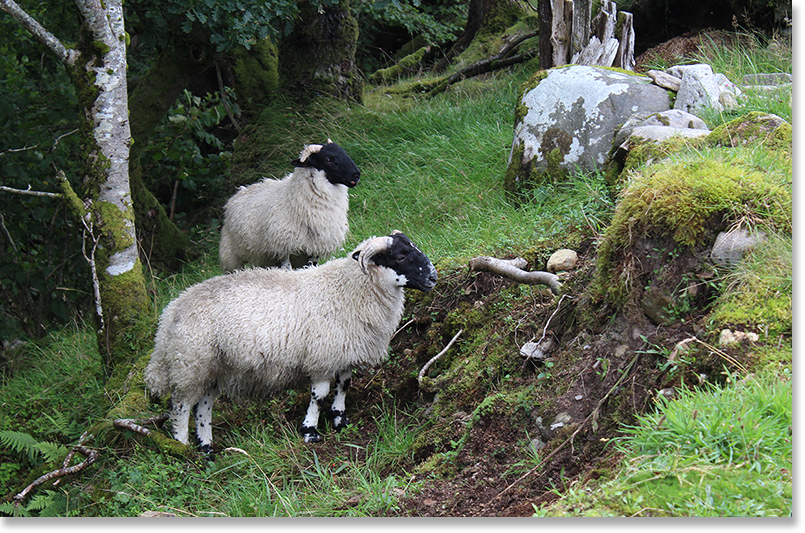 Roaming on the Matheson family croft.