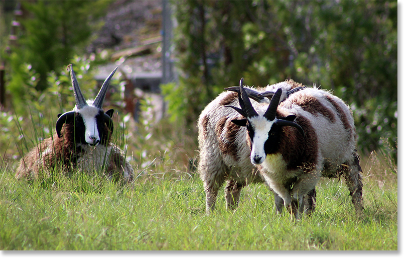 Four-horned Jacob sheep near Loch Carron, Ross and Cromarty, Scotland.