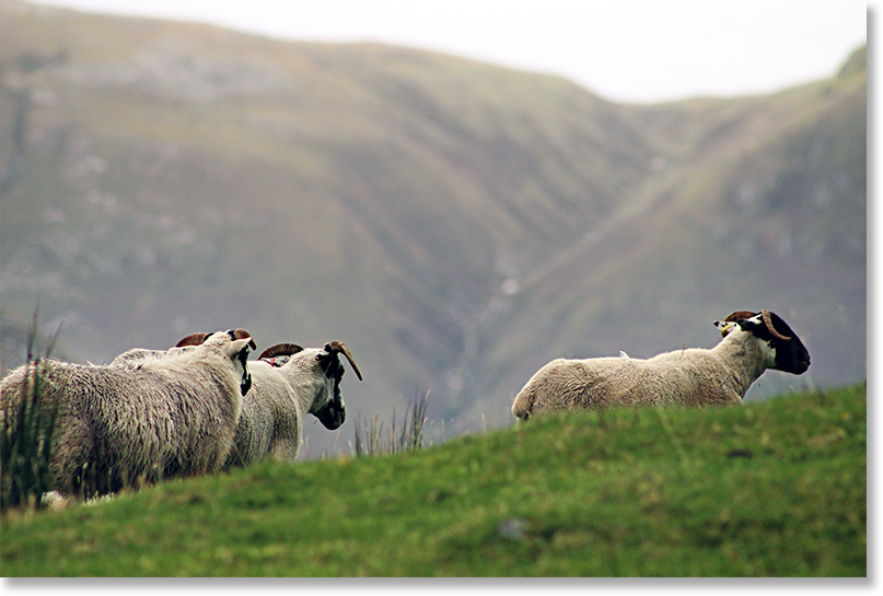 Sheep roam on a hillside in the moors of Ross and Cromarty, Scotland.