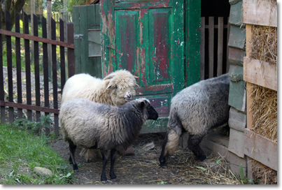 Sheep at the ICPPC Ecocentre.￼