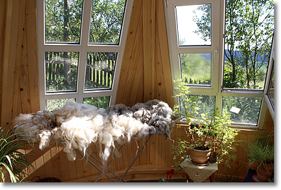Recently shorn wool in the sun in a room of a model ecologically-built house at the Ecocentre.
