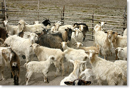 Goats in a corral in the countryside of Pichincha province.