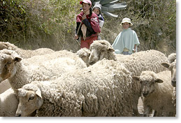 La pastora Rebeca Peruguchi cerca de Cayambe en la provincia Pichincha.