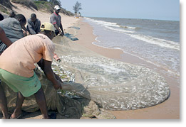 Fishermen pull in a net of sardines from Maputo Bay.