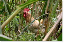 A chicken among the corn and other plants growing in the milpa.