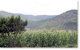 A field of corn outside Oaxaca.