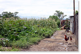 A corn field across a path by some homes on the edge of Oaxaca.