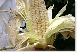 White corn.