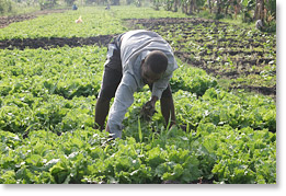 An association member in Marracuene weeding a field of lettuce.