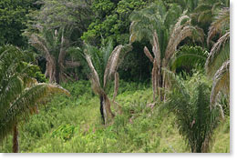 biodiverse vegetation