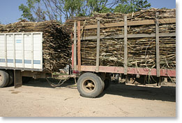 Cut sugar cane being transported.