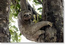 A sloth in a tree in Plaza 24 de Septiembre in Santa Cruz.
