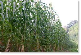A field of corn in Chiapas.