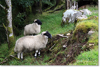 Scottish Blackface sheep on the Mathison family croft in Arinackaig.
