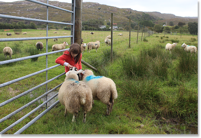 Morganna feeds a couple of the family's sheep.
