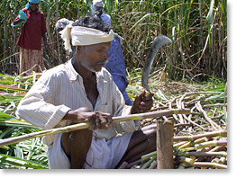 Cutting sugar cane near Renganathapuram, in Tamil Nadu.
