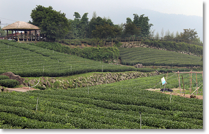 Fields of tea in in the Alishan Mountains.￼