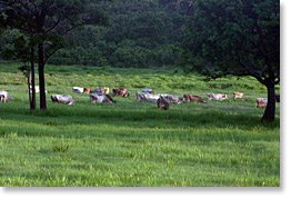 Cattle grazing.