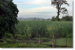 A field of corn/maize.